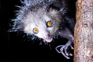 Lémurien Aye-aye